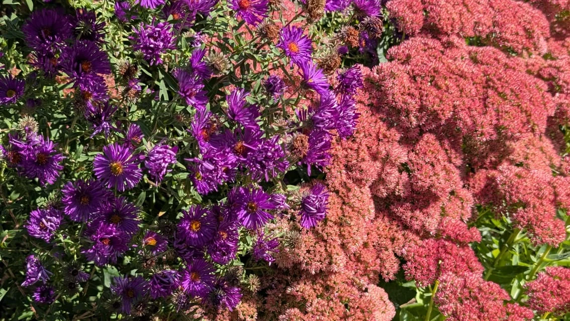Violette Herbstastern mit orangefarbener Mitte neben rosaroter Fetthenne im Herbstbeet