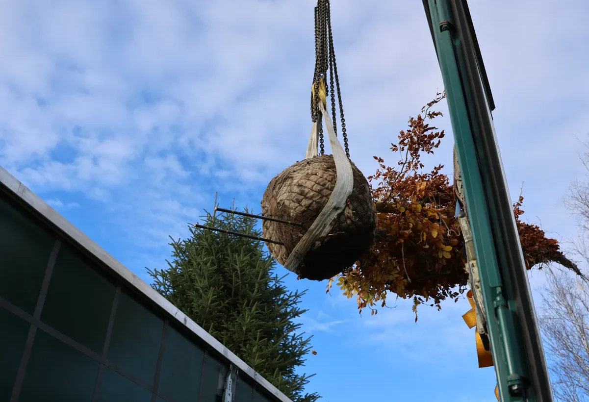 Ein großer Wurzelballen mit Herbstlaub schwebt am Kranhaken vor blauem Himmel, dahinter eine Fichte